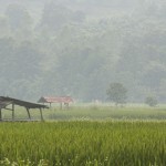 Thailand Rice Field Huts
