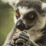 Close up of a lemur eating shot with Super Takumar 135mm lens