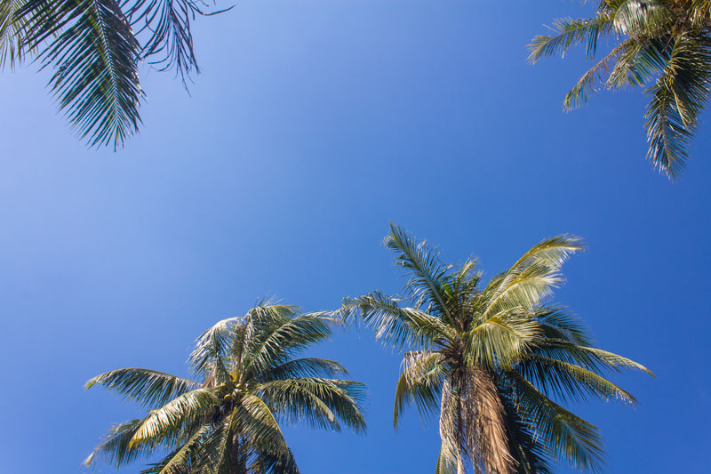 Palm trees on Long Beach Koh Chang