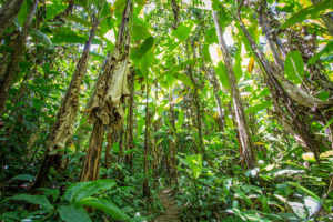 banana-trees-while-jungle-trekking-in-thailand