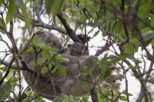 Koalas things to do on magnetic island