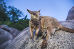 Magnetic Island Rock Wallaby
