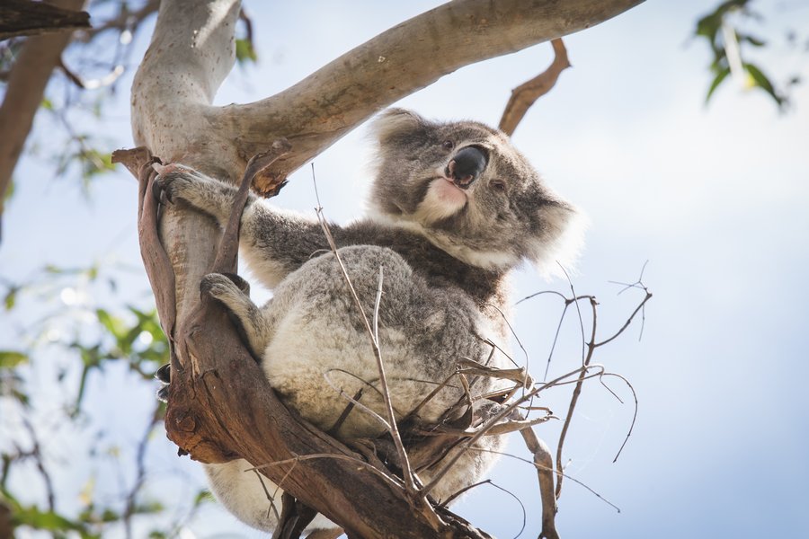 Cape Otway Koala