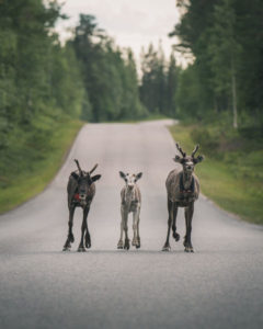 Reindeer in Rovaniemi