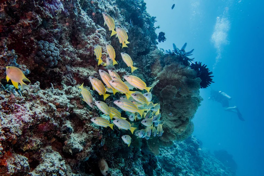 Gili Islands Diving