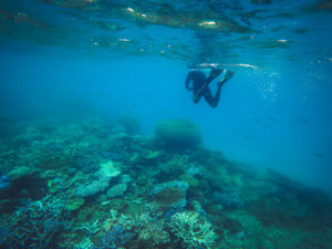 Snorkeling at Barefoot Manta