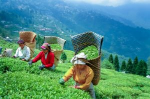 Darjeeling Tea Fields
