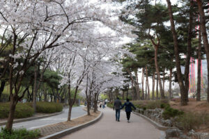 Yeouido Park with Cherry Blossoms